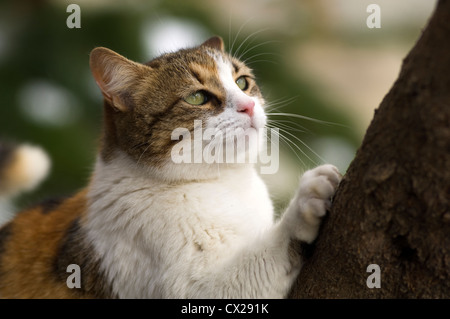 L'écaille d'affûtage chat ses griffes sur un arbre Banque D'Images