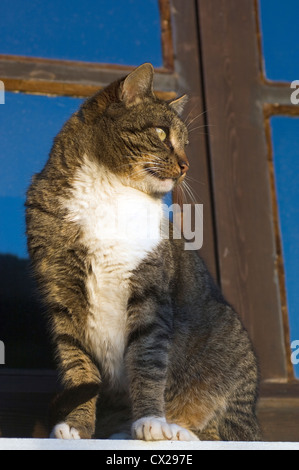 Tomcat assis sur un rebord de fenêtre observant quelque chose Banque D'Images