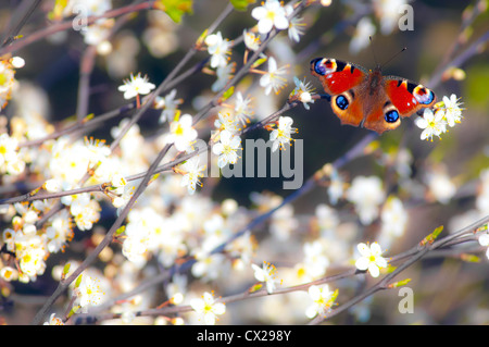 Butterfly Peacock Inachis Io sur Blossom Banque D'Images