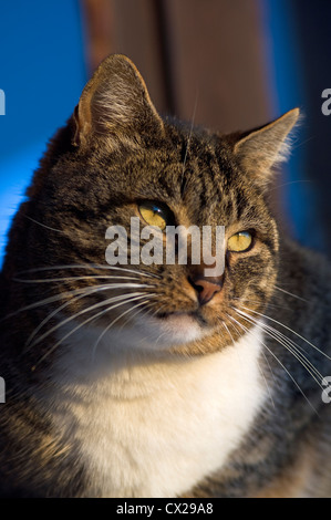 Tomcat assis sur un rebord de fenêtre observant quelque chose Banque D'Images