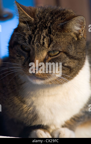 Portrait d'un chat à travers l'observation de quelque chose Banque D'Images