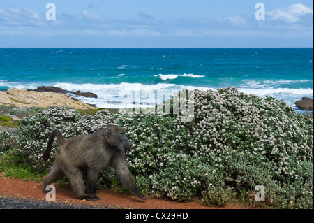Babouin Chacma mâle , Le Cap, le babouin (Papio ursinus), Cap de Bonne-Espérance, Afrique du Sud Banque D'Images