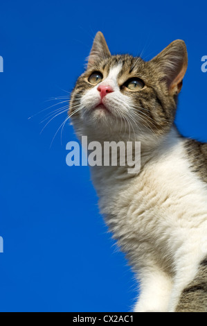 Portrait d'un jeune chat isolés contre ciel bleu à la recherche vers le haut Banque D'Images