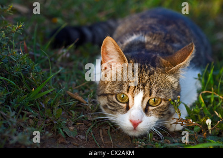 Un jeune chat domestique qui se cache dans l'herbe Banque D'Images