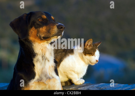 Un chat et un chien ne sais pas ce qu'à parler de Banque D'Images