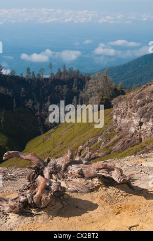 Les souches d'arbres pittoresques et des chicots dans les montagnes, Java, Indonésie Banque D'Images