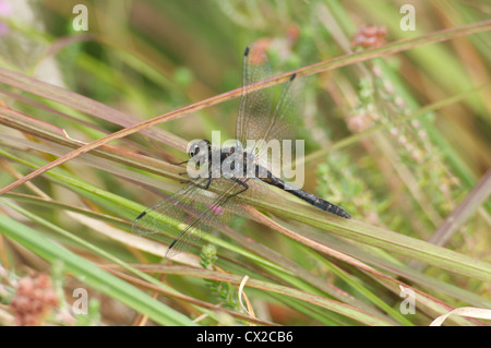 Dard noir dragonfly resting in grassland Banque D'Images