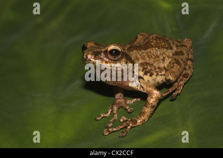 Une belle grenouille bush trouvés dans les forêts denses du Western Ghats en Inde du Sud Banque D'Images