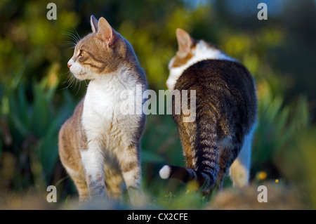 Deux chats dans le jardin Banque D'Images