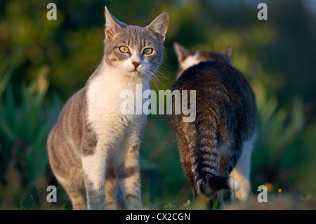 Deux chats domestiques dans le jardin Banque D'Images