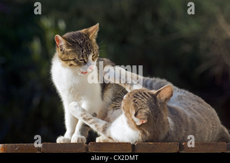 Deux chats en difficulté Banque D'Images