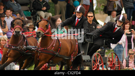 Les membres de l'Association conduite courir en compétition à Chatsworth Country Fair 2012, Chatsworth House, Derbyshire, Royaume-Uni Banque D'Images