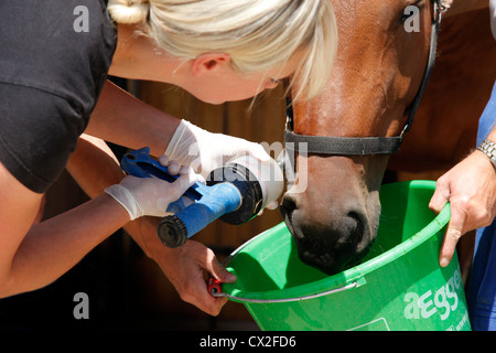 dentiste de cheval Banque D'Images