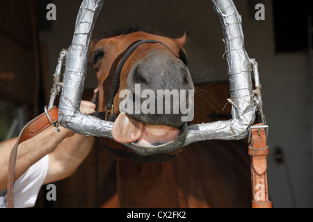 dentiste de cheval Banque D'Images