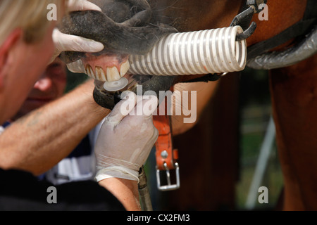 dents de devant Banque D'Images