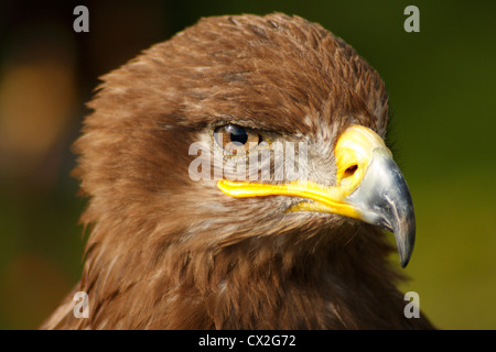 Portrait d'un Aigle royal (Aquila chrysaetos) Banque D'Images