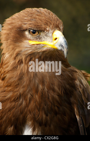 Portrait d'un Aigle royal (Aquila chrysaetos) Banque D'Images