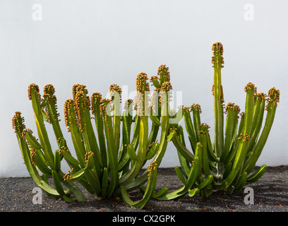 Cactus de Lanzarote sur façade de maison blanche et noire du sol de pierres Banque D'Images