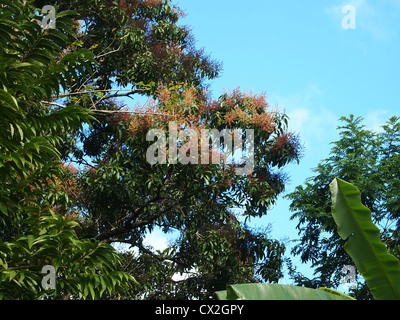 De hauts arbres Banque D'Images