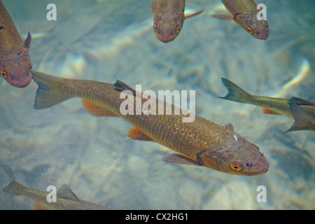 Une grosse truite dans l'eau cristalline des lacs de Plitvice Banque D'Images