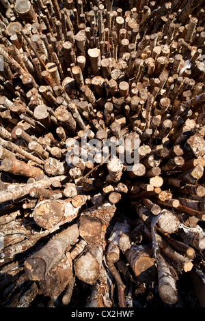 Pile de vieux bois de décomposition ( principalement bouleau , betula ) , Finlande Banque D'Images