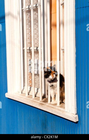 Cat et colorée typique Valparaiso cerro Bellavista, accueil, musée en plein air, Chili Banque D'Images