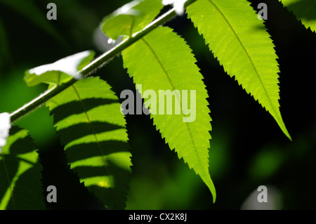 Des feuilles de sumac en été Banque D'Images