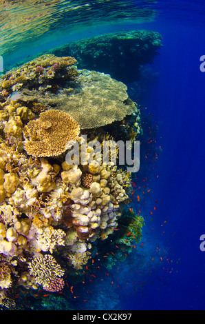 Mer Rouge, sous-marin, les récifs coralliens, sea life, la vie marine, de l'océan, la plongée, les vacances, l'eau, l'eau bleue, l'eau peu profonde, la couleur Banque D'Images