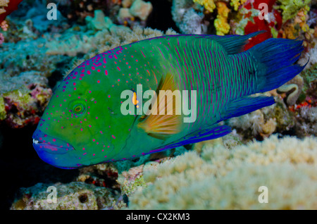 Mer Rouge, sous-marin, les récifs coralliens, sea life, la vie marine, de l'océan, la plongée, vacances, eau, poisson, poissons colorés, wrass, couleur Banque D'Images