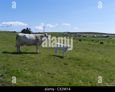 Agriculture animaux dh Belgique Blue Cross produites vache et veau en champ cottage Banque D'Images