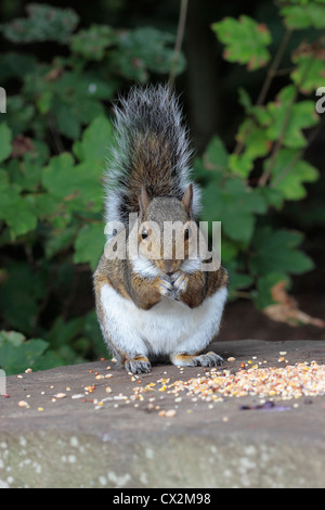 L'écureuil gris (Sciurus carolinensis) eating seeds - vue avant. Banque D'Images