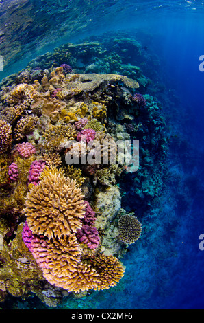 Les récifs coralliens peu profonds avec des coraux durs et d'anthias poisson dans la mer Rouge, l'Egypte, l'eau bleue, l'eau claire, plongée, plongée sous-marine, l'océan, sur la mer. Banque D'Images