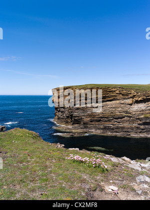 Dh Brough de Bigging YESNABY Seacliffs seapinks Orcades ciel bleu et mer calme Banque D'Images