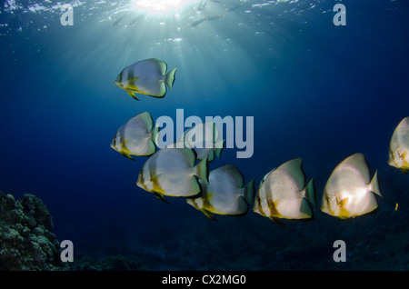 L'École de platax dans la mer Rouge, en Egypte. Eau bleu clair avec des rayons de soleil, plongée, plongée sous-marine, l'océan, sur la mer de corail, les poissons tropicaux. Banque D'Images