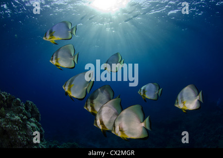 De l'école bat le poisson dans la mer Rouge, en Egypte. Eau bleu clair avec des rayons de soleil, sous l'eau, profonde, plongée, plongée sous-marine, l'océan, sur la mer, sea life Banque D'Images