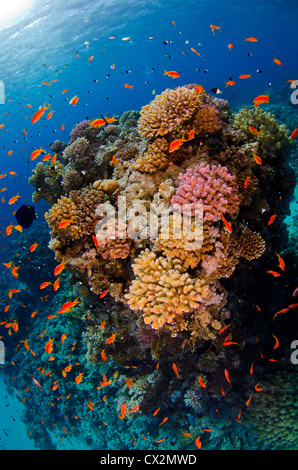 Les récifs coralliens peu profonds avec des coraux durs et d'anthias poisson dans la mer Rouge, Egypte, récif tropical, l'océan, sur la mer, l'eau bleue, profonde, plongée. Banque D'Images