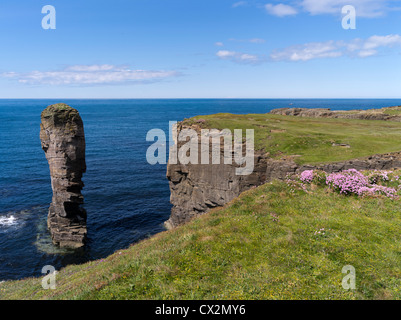 Dh Yesnaby YESNABY Château mer fleurs seapink Orcades pile rocky top seacliffs Banque D'Images