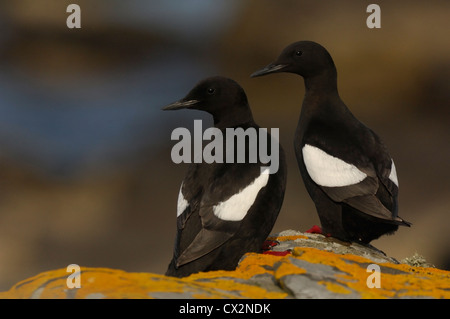 Le Guillemot à miroir (Cepphus grylle) paire perché sur falaise, îles Shetland, juin Banque D'Images