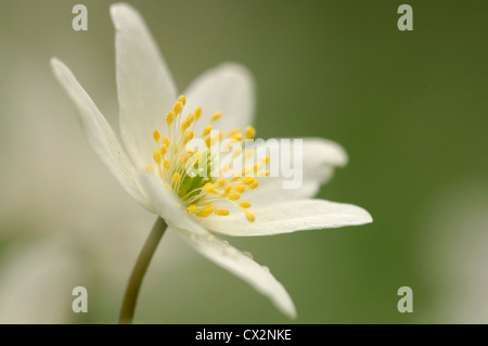 Anémone des bois Anemone nemorosa fleur unique dépassant d'autres sur le marbre, Essex, Avril Banque D'Images