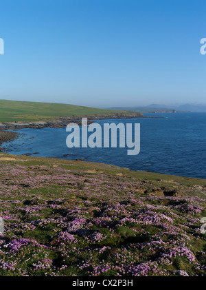 Dh Marwick Head BIRSAY Orkney Sea Cliff top fleurs roses mer côte de l'océan Atlantique Nord Marwick Bay Banque D'Images