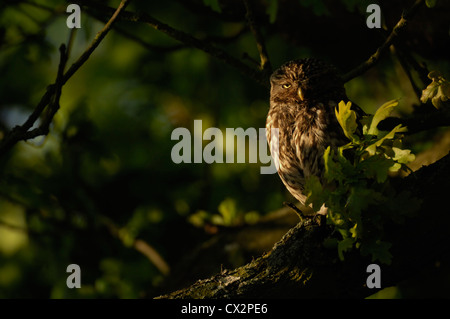 Chouette chevêche Athene noctua, perché dans l'arbre de chêne dans la lumière du soleil tôt le matin, dans l'Essex, Mai Banque D'Images