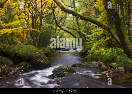 Teign River qui coule à travers les forêts, Dartmoor, dans le Devon, Angleterre. L'automne (octobre) 2010. Banque D'Images