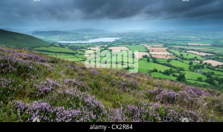 Mynydd Llangorse Heather fleurs sur la montagne, avec vue sur le lac de Llangorse et Pen Y Fan, Brecon Beacons Banque D'Images