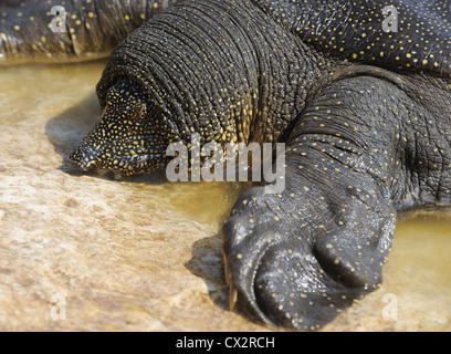 Tortue-molle du Nil (Trionyx triunguis) dans la rivière Alexander (Israël) Banque D'Images