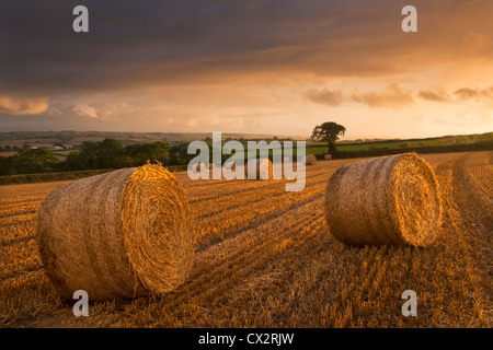 Bottes de foin dans un champ moissonné au coucher du soleil, Eastington, Devon, Angleterre. L'été (août) 2012. Banque D'Images