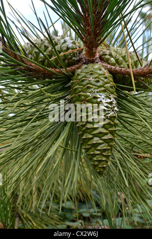 Les jeunes pins de cône vert / pin de Monterey Pinus radiata montrant des traces de gouttes de résine de pin d'une autre partie de l'arbre. La résine du Pin est inflammable. Banque D'Images