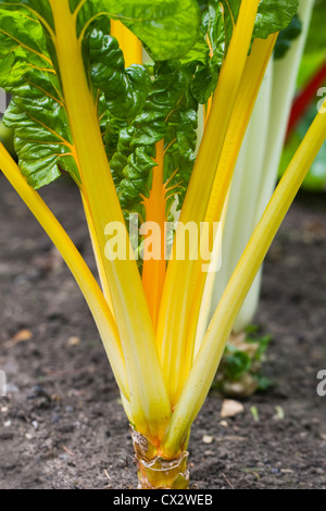 Beta vulgaris. Bettes 'Bright lights' poussant dans un jardin potager. Banque D'Images