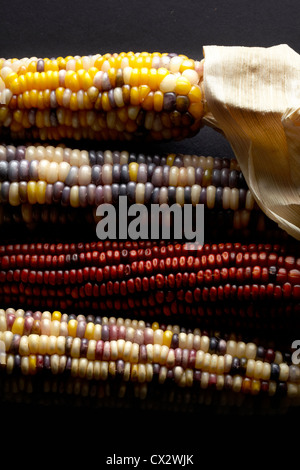 Maïs indien Banque D'Images