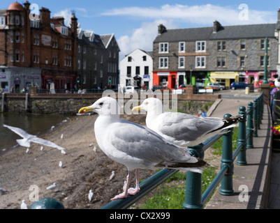 dh European Herring Gulls GOLLS UK Scottish Larus argentatus British Herring Gull Seagulls scottish pair Banque D'Images