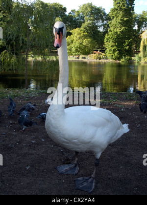 White Swan et pigeons dans St James Park, City of Westminster, London, England, United Kingdom Banque D'Images